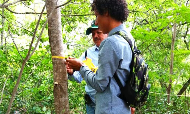  Digitalización del uso de suelo para diagnóstico forestal