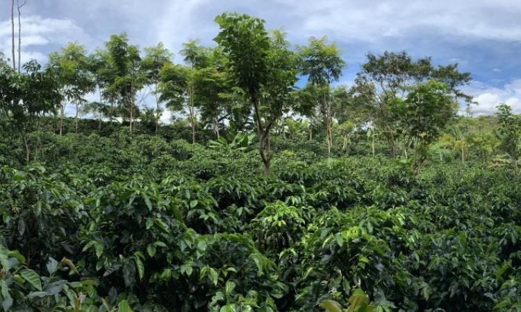 Beneficios de los árboles de sombra en los cultivos de café