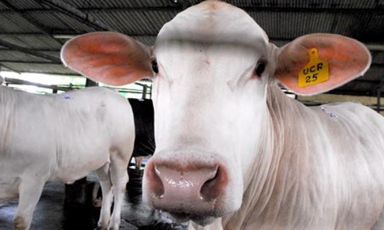  Carne y leche de mejor calidad llega a su hogar con sello de la UCR
