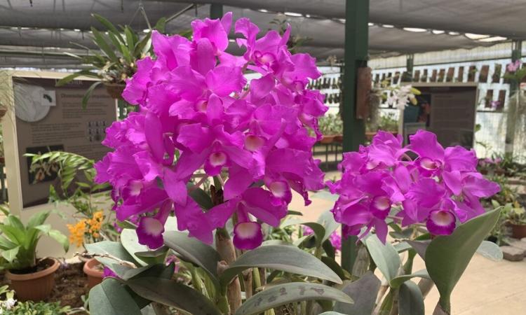 La Exposición Nacional de Orquídeas se realiza por primera vez en el Jardín Botánico Lankester