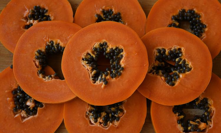 El INTA y la UCR liberan tres nuevas variedades de papaya mejorada