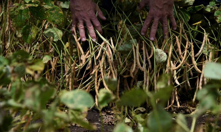 Un nuevo pronunciamiento alerta sobre los momentos críticos que atraviesa el agro costarricense