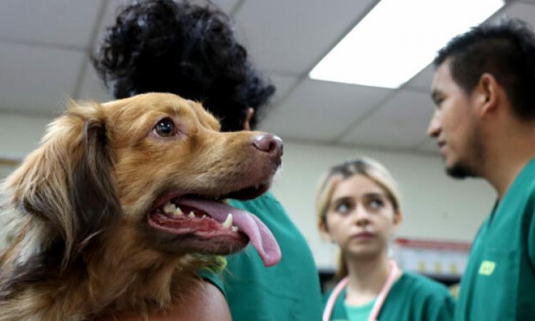  Clínica Veterinaria UES reanuda la atención a mascotas