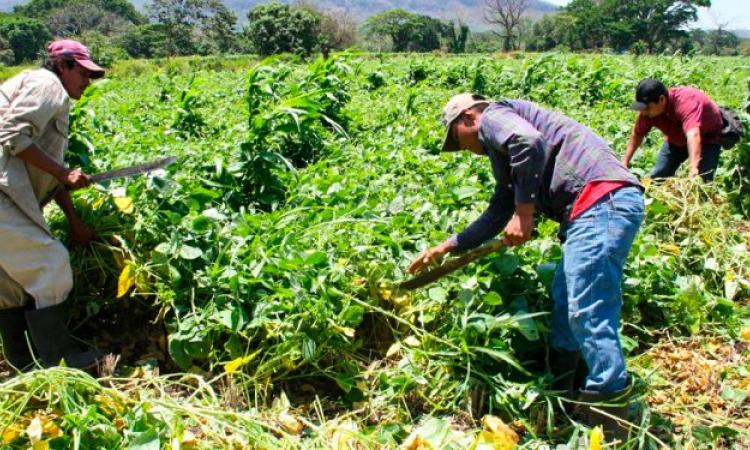 UES propone al Gobierno de El Salvador enfrentar juntos crisis alimentaria por COVID-19