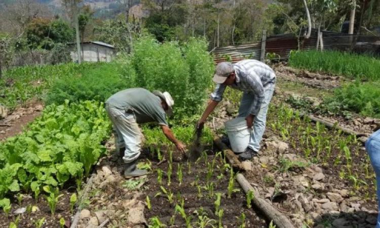 Extensión universitaria de Veraguas participará del Programa Agroambiental para el desarrollo sostenible en comunidades rurales