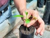 Desde la UNED Pérez Zeledón se promueve el proyecto “Plantando Vida”