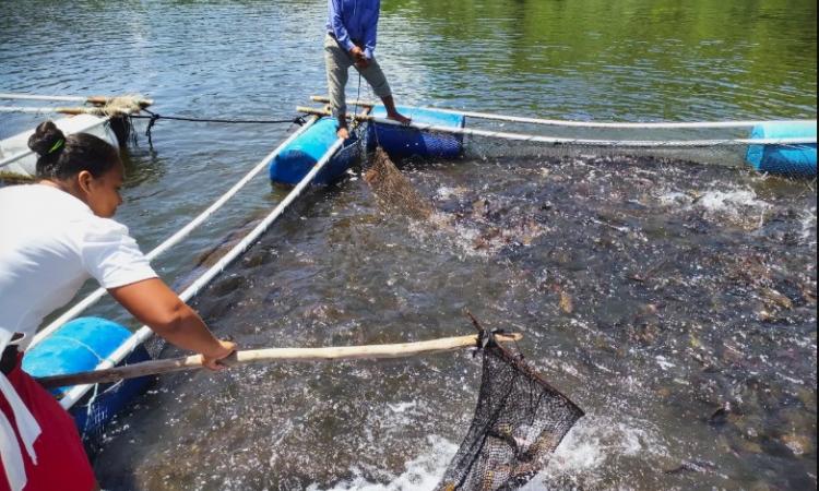 Cultivo de pargo Lunarejo en jaulas flotantes; método que practican familias costeras nicaragüenses 