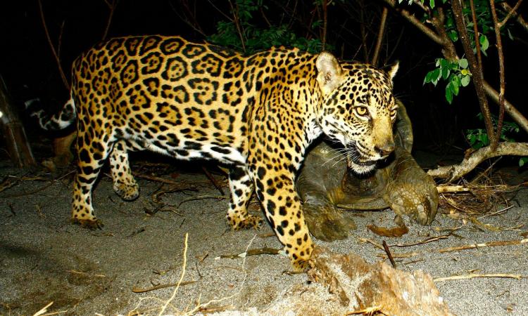  Estudios sobre el jaguar en el país: esperanza y desafíos