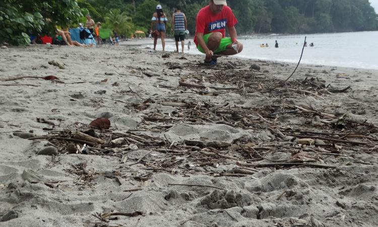 Plásticos se acumulan en playas, también sus sustancias químicas tóxicas