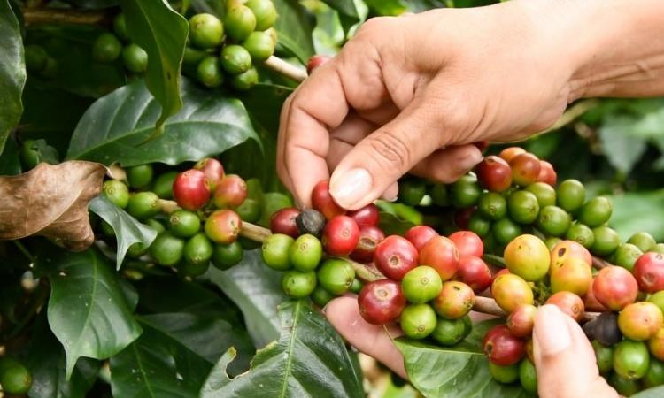 Café tico es el primero de Iberoamérica en tener una etiqueta ambiental