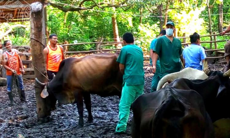 La UNAN-León Bicentenaria  realizó la examinación de 40 vacas para la selección de vientres bovinas