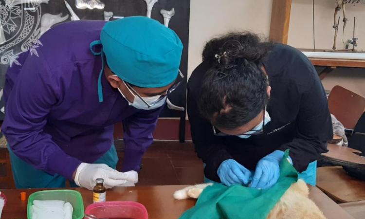 Estudiantes de la carrera de Medicina Veterinaria del CUR Jinotega realizaron esterilizaciones en pequeñas especies, mascotas de la comunidad totalmente gratuitas.