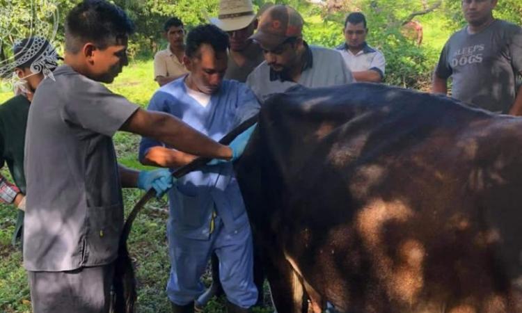 Estudiantes de las carreras de Medicina Veterinaria e Ingeniería en Zootecnia del ECAV de la UNAN-León Bicentenaria continúan con el programa de inseminación artificial en bovinos