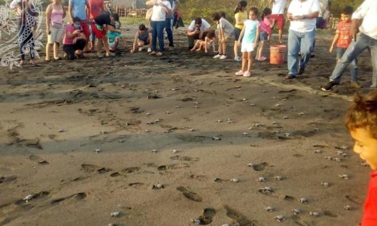  La Facultad de Ciencias y Tecnología a través del departamento de Biología, realizaron una vez más la liberación de tortugas marinas en las playas de Salinas Grandes