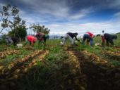 TEC presentará resultados de apoyo a productores agrícolas de Cartago