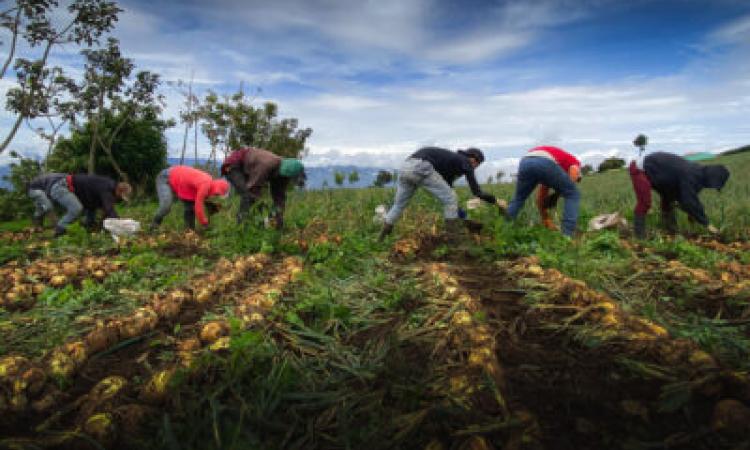 TEC presentará resultados de apoyo a productores agrícolas de Cartago