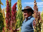 Conocimiento tradicional agrícola quechua se convierte en pilar ante cambio climático