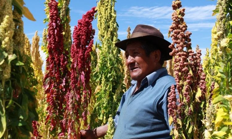 Conocimiento tradicional agrícola quechua se convierte en pilar ante cambio climático