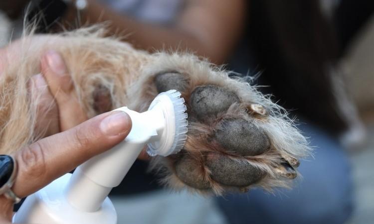 Espuma para limpiar patas de mascotas gana primer lugar en Feria de Proyectos