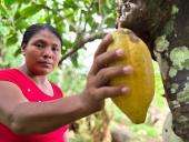 Empoderamiento indígena: la fuerza del cacao cabécar en Limón