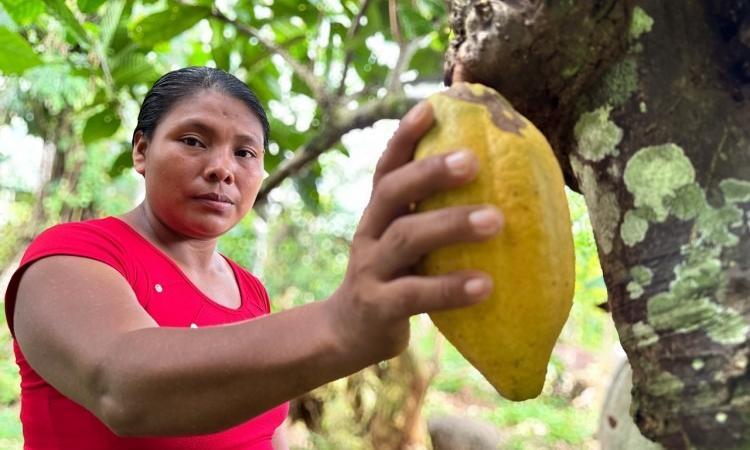 Empoderamiento indígena: la fuerza del cacao cabécar en Limón