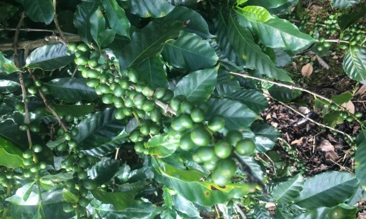 Retos y virtudes de la producción de café en Tarrazú: una visión desde el concepto de sostenibilidad