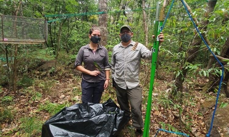 TEC y universidad de Suecia trabajaron en investigación sobre insectos herbívoros del bosque seco tropical