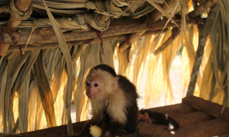 TEC y universidad alemana estrenan documental sobre biodiversidad