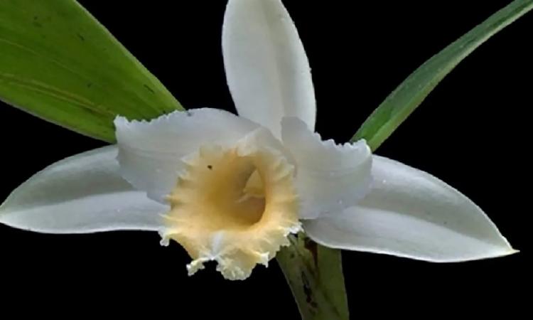 UNACHI descubre orquídea de género Sobralia en Fortuna. 
