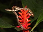 Científicos Ecuatorianos y Panameños descubren cinco especies nuevas de serpientes caracoleras para la ciencia, distribuidas entre Panamá y Ecuador