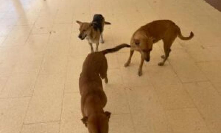 La UASD condena envenenamiento de perros en entorno del campus universitario