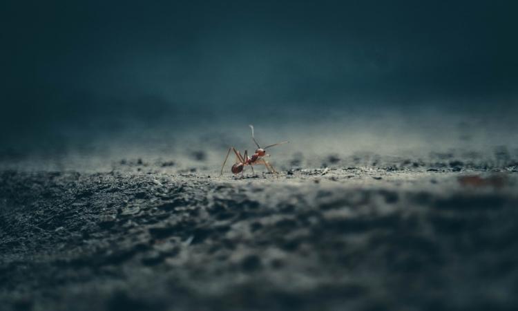 El problema de la ''hormiga loca'' como especie de hormiga invasora en Costa Rica