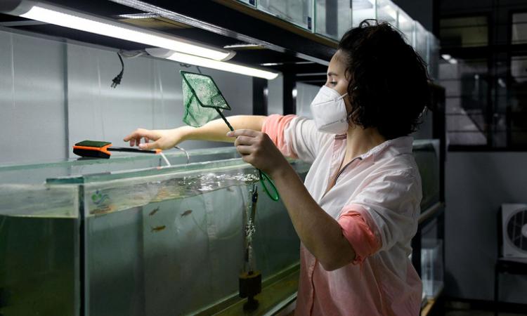 La UCR gesta nuevos métodos para que Costa Rica disminuya el uso de animales de laboratorio