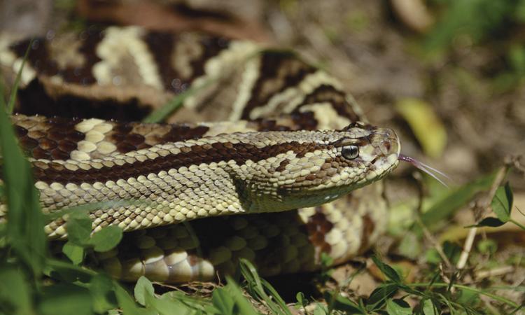 Ante la crisis climática, las serpientes podrían ampliar o disminuir su distribución