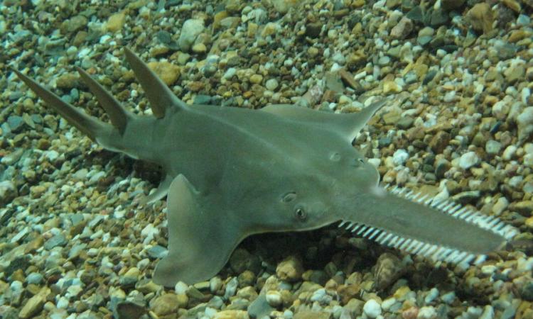 Prueba de ADN confirma presencia del pez sierra en el río San Juan tras años de búsqueda