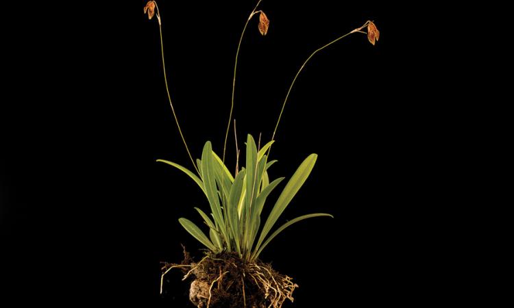 Dos nuevas orquídeas miniatura enriquecen el legado científico