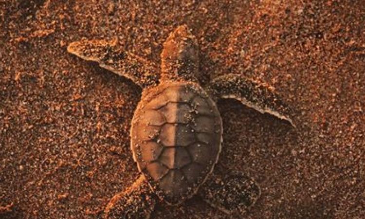 Las manos de cientos de estudiantes protegen el desove y nacimiento de las tortugas Baula