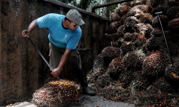 Científicos logran fondos para convertir el residuo de palma en un producto amigable con el ambiente