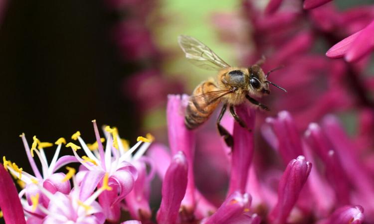 Escuela de Biología alerta sobre los efectos negativos de los agrotóxicos en las abejas