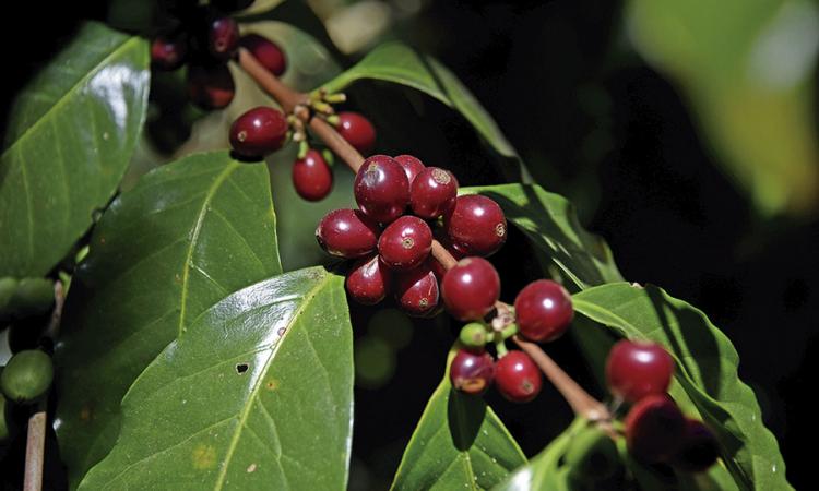La investigación tica puede ayudar a combatir la roya del café