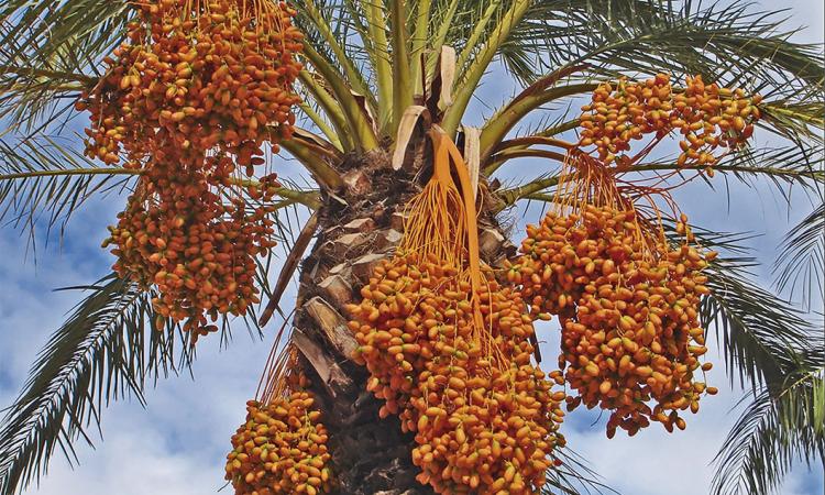 Botánico de la UCR ayuda a resolver el misterio milenario de una palma datilera
