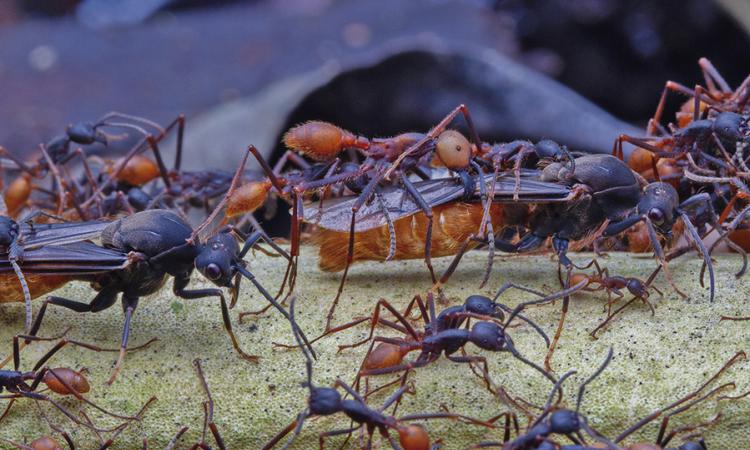 Revelan secretos del genoma de la hormiga arriera más importante de Costa Rica