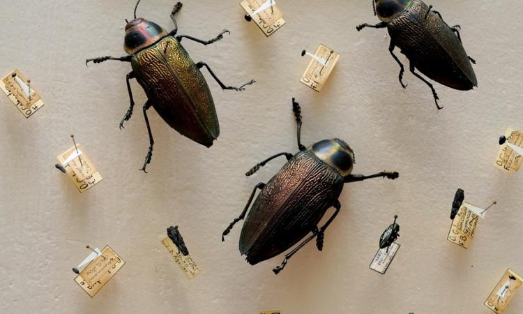 El Museo de Insectos digitaliza sus colecciones biológicas