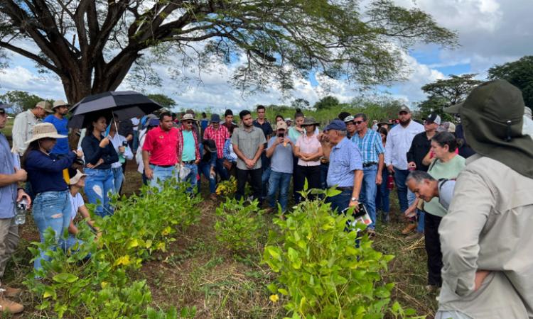 Agricultores retoman el cultivo de soya en Guanacaste con semilla UCR