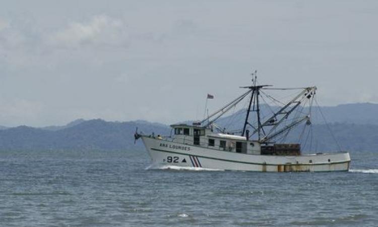 La Universidad de Costa Rica se pronuncia en contra de los nuevos estudios en el país sobre la pesca de arrastre y la inclusión de especies vulnerables