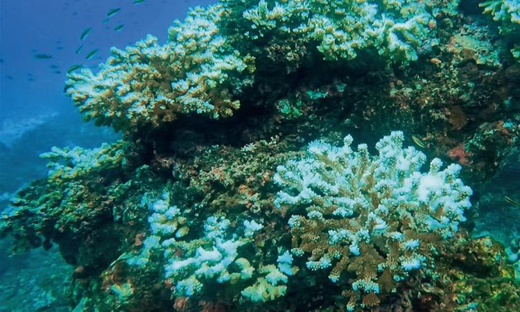 Los corales: los bosques tropicales del mar en peligro