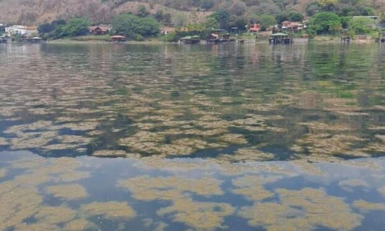 Informe del LABTOX-UES destaca presencia de cianobacterias tóxicas en el Lago de Coatepeque