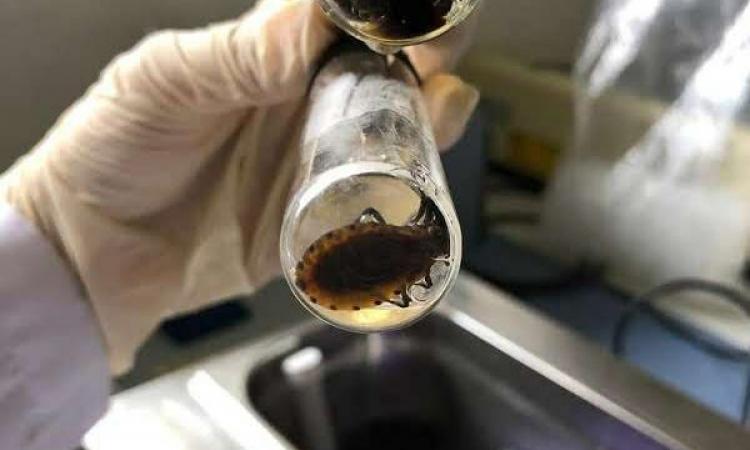 Científicos UES inician la segunda fase de investigación sobre el Chagas congénito
