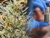 Investigan plantas nativas y su posible uso en tratamientos anticaries