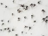 UES desarrolla acciones para la prevención del dengue